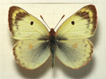 Bilde av Colias hyale (Wikipedia)