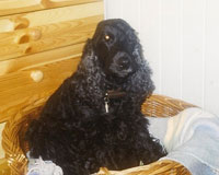 Lykke i 1999