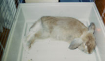 Prikken i 2003