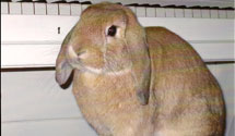 Prikken i 2005
