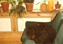 Trim i 1981