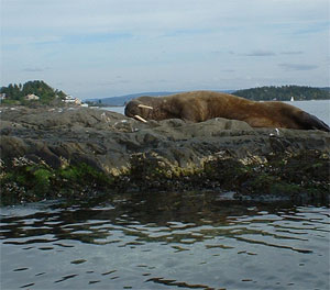 Hvalross i Oslofjorden september 2003