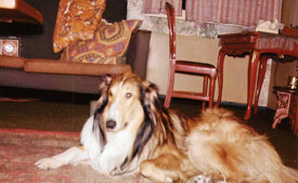 Scotty