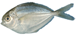 Butterfish