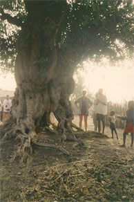 Nok et Gambians tre