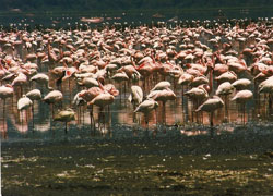 Flamingoer