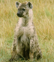 Hyenene var mest synlige om morgenen