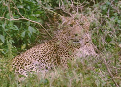 De andre av "de fem store" Leopard