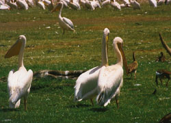 Pelikaner