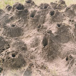 Termittbolig